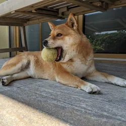 A shiba inu sitting under a bank with a tennis ball in its mouth