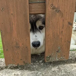 A dog peeping through the slit of a fence