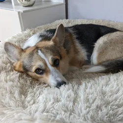 A corgi lying on a dog pillow