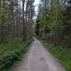 A gravel path in the forest