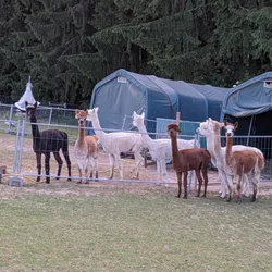 A group of alpacas standing in a meadow