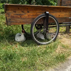 Ducks resting under a cargo bike