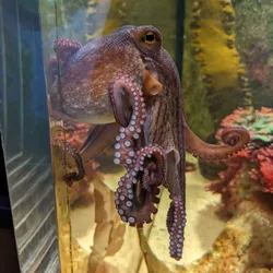 An octopus at the window of an aquarium