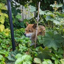 A shiba inu hiding in the bushes