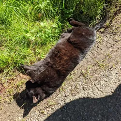 A cat lying on a gravel path while enjoying the sunshine
