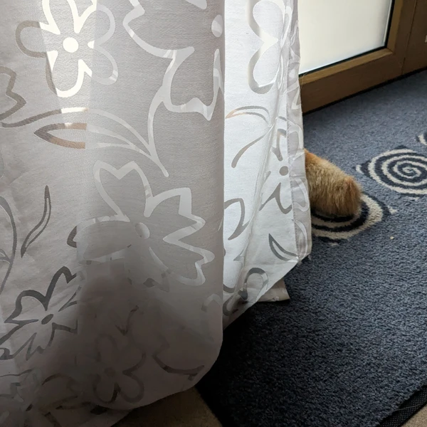 A Shiba Inu lying behind a curtain and only the tail is sticking out