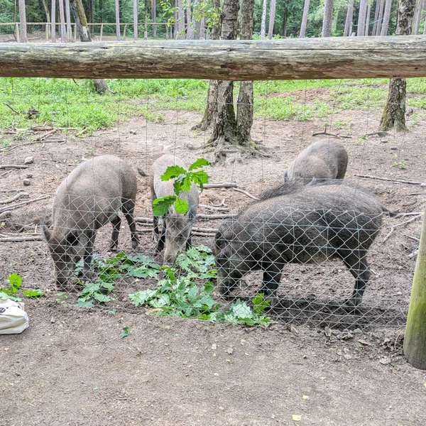 Five wild boars behind a fence eating vegetables