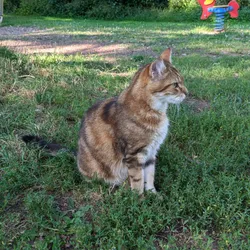 A brown and black striped cat looking to the right